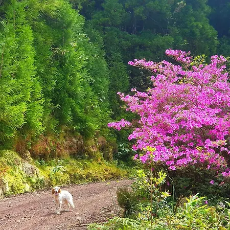 Apartment Azor International Ii *