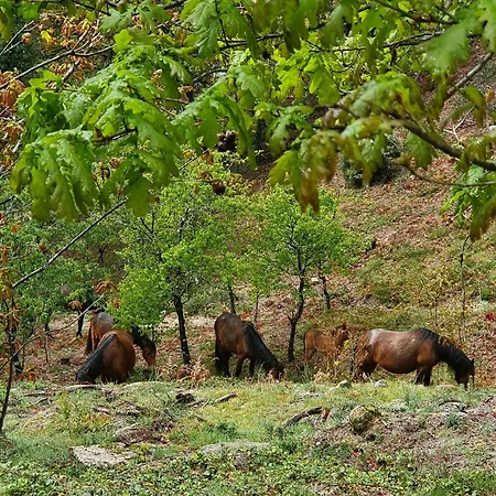 Azor International Ii Apartment