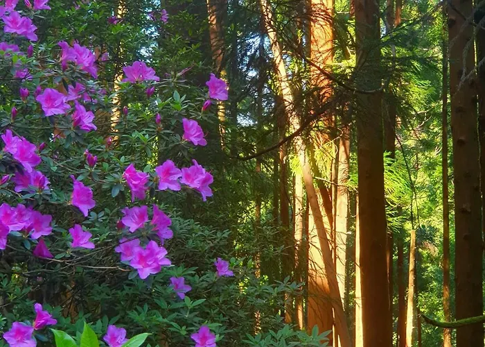 Apartment Azor International Ii Ponta Delgada (Sao Miguel)