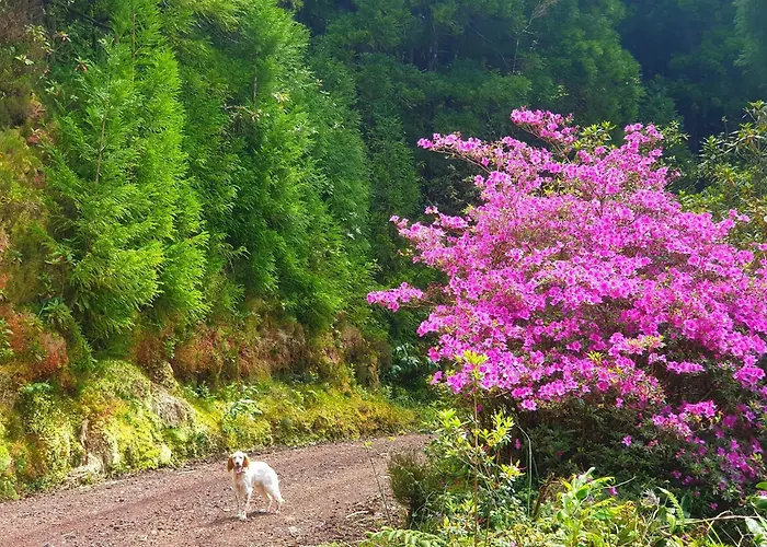 Apartment Azor International Ii *